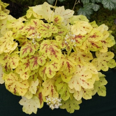 heucherella solar power plantagogo falls move mouse pbr chelsea